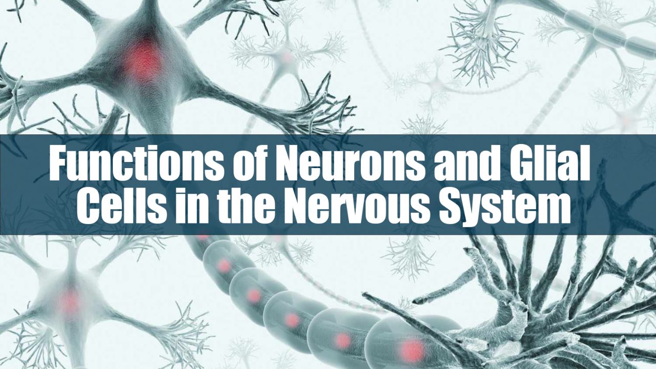 select all that are functions of neurons and glial cells