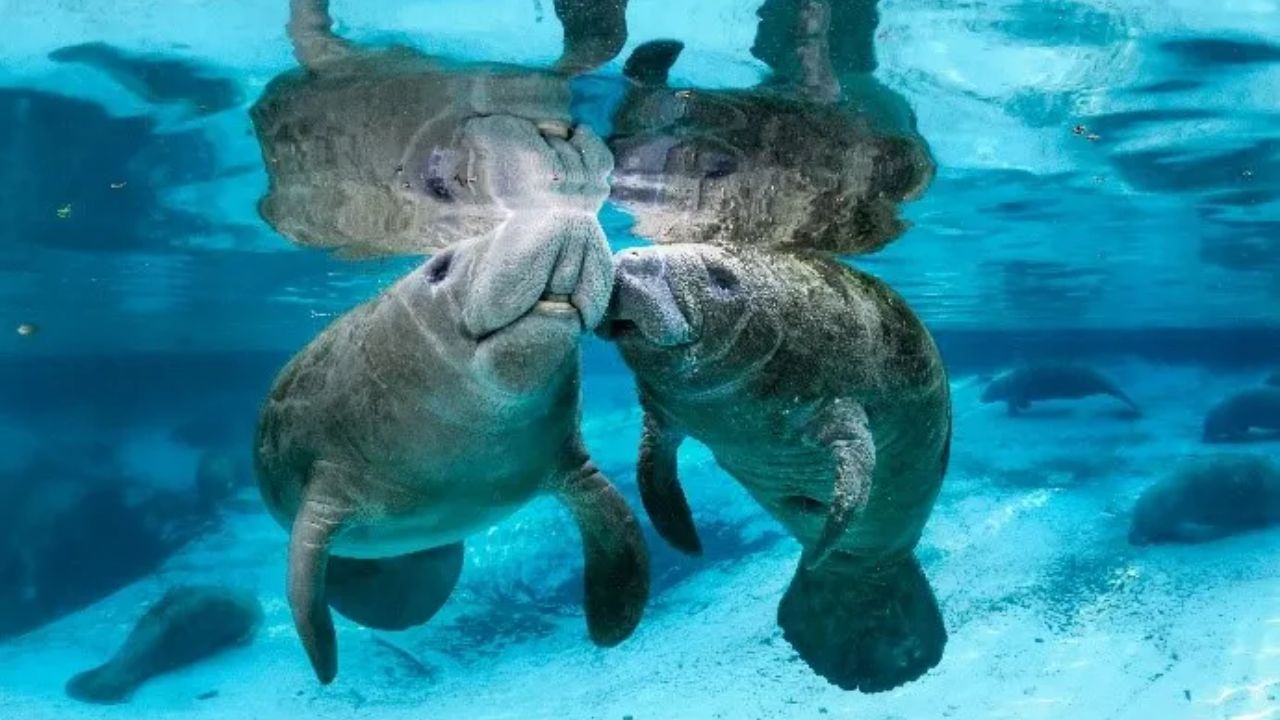 manatee lagoon